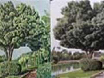 نقاشی درختی از اصفهان
